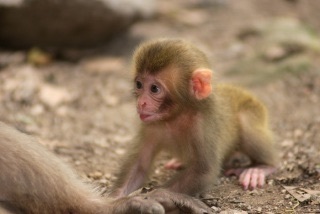 可愛い動物画像 猿の赤ちゃん 癒される 爆笑 衝撃 超面白動画 画像まとめ 奇跡 感動 日本最大級の面白 おもしろ 画像 紹介サイト リツイート シェア いいね 大歓迎