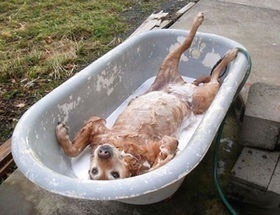 面白画像 お風呂に入る犬 爆笑 爆笑 衝撃 超面白動画 画像まとめ 奇跡 感動 日本最大級の面白 おもしろ 画像紹介サイト リツイート シェア いいね 大歓迎