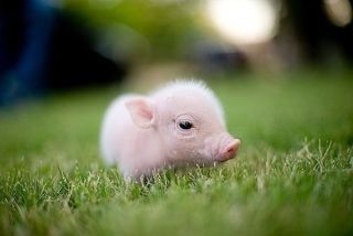 可愛い動物画像 豚の赤ちゃん 癒される 爆笑 衝撃 超面白画像まとめ 奇跡 感動 日本最大級の面白 おもしろ 画像紹介サイト リツイート シェア いいね 大歓迎