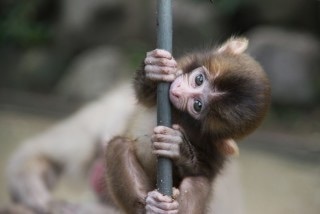 可愛い動物画像 猿の赤ちゃん 癒される 爆笑 衝撃 超面白画像まとめ 奇跡 感動 日本最大級の面白 おもしろ 画像紹介サイト リツイート シェア いいね 大歓迎