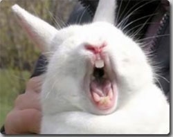 面白動物画像 凄い表情をするウサギ 爆笑 爆笑 衝撃 超面白動画 画像まとめ 奇跡 感動 日本最大級の面白 おもしろ 画像紹介サイト リツイート シェア いいね 大歓迎