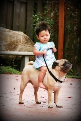 面白赤ちゃん画像 犬に乗る赤ちゃん 可愛い 爆笑 衝撃 超面白動画 画像まとめ 奇跡 感動 日本最大級の面白 おもしろ 画像紹介サイト リツイート シェア いいね 大歓迎