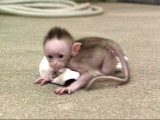可愛い動物画像 猿の赤ちゃん 癒される 爆笑 衝撃 超面白動画 画像まとめ 奇跡 感動 日本最大級の面白 おもしろ 画像 紹介サイト リツイート シェア いいね 大歓迎