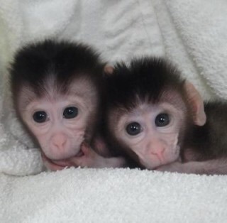 可愛い動物画像 猿の赤ちゃん 癒される 爆笑 衝撃 超面白動画 画像まとめ 奇跡 感動 日本最大級の面白 おもしろ 画像紹介サイト リツイート シェア いいね 大歓迎