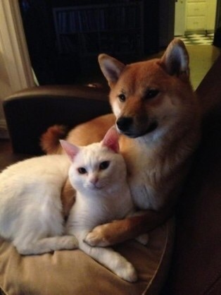 面白動物画像 犬と猫のカップル 可愛い 爆笑 衝撃 超面白画像まとめ 奇跡 感動 日本最大級の面白 おもしろ 画像 紹介サイト リツイート シェア いいね 大歓迎