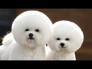 面白動物画像 犬のヘアケア 可愛い 爆笑 衝撃 超面白画像まとめ 奇跡 感動 日本最大級の面白 おもしろ 画像紹介サイト リツイート シェア いいね 大歓迎