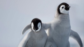 面白画像 ペンギンの赤ちゃん 爆笑 爆笑 衝撃 超面白画像まとめ 奇跡 感動 日本最大級の面白 おもしろ 画像紹介サイト リツイート シェア いいね 大歓迎