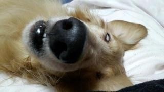 面白画像 ショックを受ける犬 爆笑 爆笑 衝撃 超面白動画 画像まとめ 奇跡 感動 日本最大級の面白 おもしろ 画像 紹介サイト リツイート シェア いいね 大歓迎
