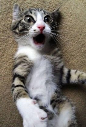 面白動物画像 驚く猫 可愛い 爆笑 衝撃 超面白画像まとめ 奇跡 感動 日本最大級の面白 おもしろ 画像紹介サイト リツイート シェア いいね 大歓迎