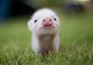 可愛い動物画像 豚の赤ちゃん 癒される 爆笑 衝撃 超面白動画 画像まとめ 奇跡 感動 日本最大級の面白 おもしろ 画像 紹介サイト リツイート シェア いいね 大歓迎